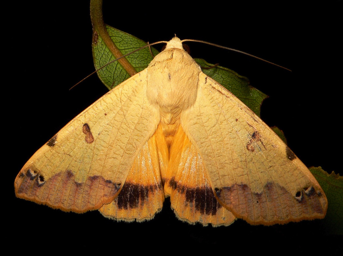 Ophiusa tirhaca (Cramer, 1773) - Erebidae
